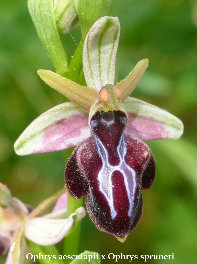 Grecia 23_25 aprile 2016  un fine settimana tra le orchidee.